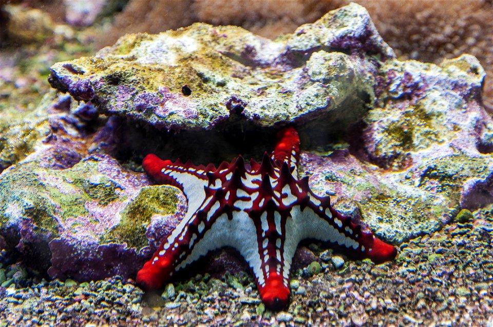 Horned starfish photographed in the Phoenix park in Nice.