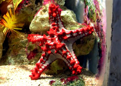 Red-knobbed.starfish.arp photo