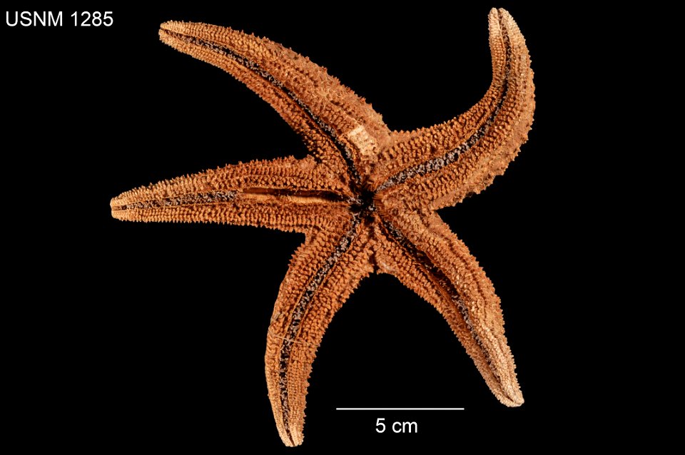 PRESERVED_SPECIMEN; Preparations:	Dry; Alcohol (Ethanol); Asterias brevispina Stimpson, 1857; Individual count:	1; Type status:	HOLOTYPE; Identified by:	Stimpson, William; Event date:	 (no data); Addi