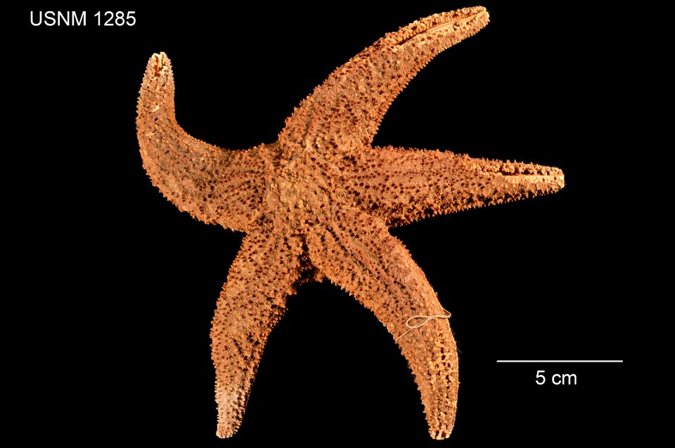 PRESERVED_SPECIMEN; Preparations:	Dry; Alcohol (Ethanol); Asterias brevispina Stimpson, 1857; Individual count:	1; Type status:	HOLOTYPE; Identified by:	Stimpson, William; Event date:	 (no data); Addi