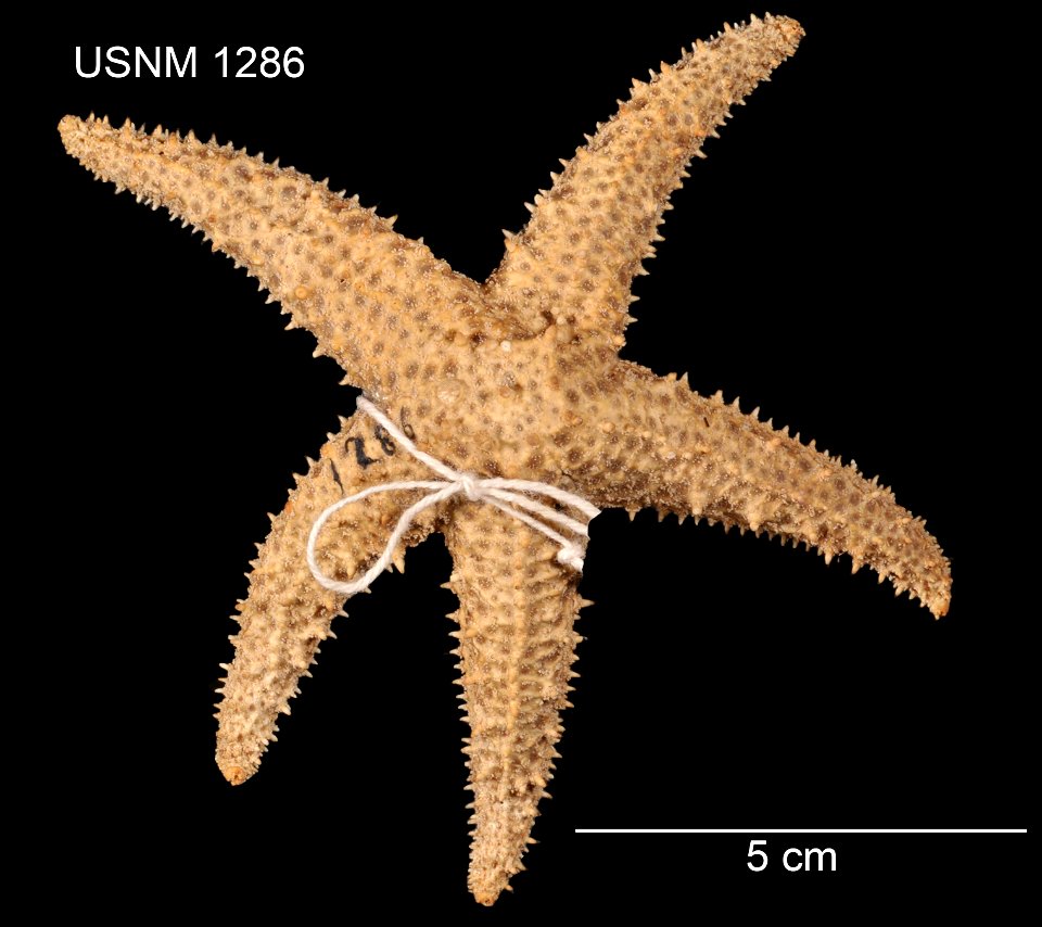 PRESERVED_SPECIMEN; Preparations:	Dry; Asterias paucispina Stimpson, 1862; Individual count:	1; Type status:	HOLOTYPE; Identified by:	Stimpson, William; Event date:	 (no data); Additional description:
