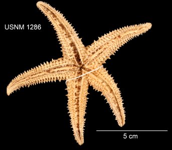 PRESERVED_SPECIMEN; Preparations:	Dry; Asterias paucispina Stimpson, 1862; Individual count:	1; Type status:	HOLOTYPE; Identified by:	Stimpson, William; Event date:	 (no data); Additional description: