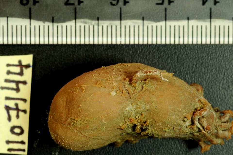PRESERVED_SPECIMEN; Preparations:	Alcohol (Ethanol); Scotoplanes globosa (Théel, 1879); Individual count:	23; Type status:	 (no data); Identified by:	Ahearn, Cynthia, (IZ), Smithsonian Institution  Na