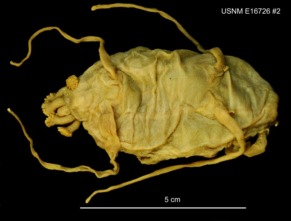 PRESERVED_SPECIMEN; Preparations:	Alcohol (Ethanol); Scotoplanes globosa (Théel, 1879); Individual count:	19; Type status:	 (no data); Identified by:	Carney, Robert S.; Event date:	 (no data); Additio