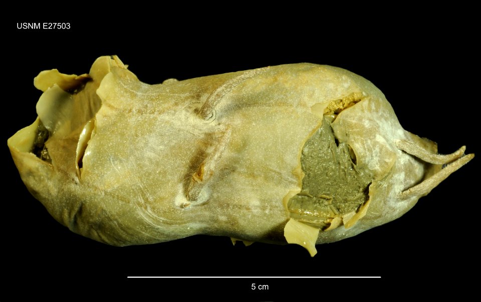PRESERVED_SPECIMEN; Preparations:	Alcohol (Ethanol); Scotoplanes globosa (Théel, 1879); Individual count:	1; Type status:	 (no data); Identified by:	Agatep, C.; Event date:	19640321T00:00:00Z; Additio