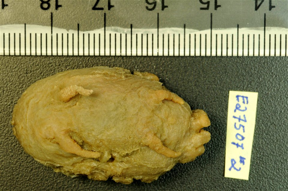 PRESERVED_SPECIMEN; Preparations:	Alcohol (Ethanol); Scotoplanes globosa (Théel, 1879); Individual count:	8; Type status:	 (no data); Identified by:	Agatep, C.; Event date:	19630224T00:00:00Z; Additio