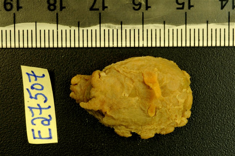 PRESERVED_SPECIMEN; Preparations:	Alcohol (Ethanol); Scotoplanes globosa (Théel, 1879); Individual count:	8; Type status:	 (no data); Identified by:	Agatep, C.; Event date:	19630224T00:00:00Z; Additio