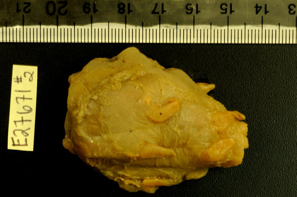 PRESERVED_SPECIMEN; Preparations:	Alcohol (Ethanol); Scotoplanes globosa (Théel, 1879); Individual count:	5; Type status:	 (no data); Identified by:	Carney, Robert S.; Event date:	19670116T00:00:00Z; 
