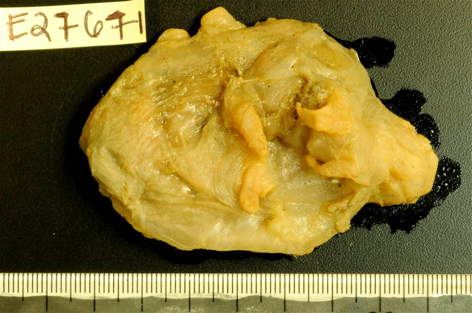 PRESERVED_SPECIMEN; Preparations:	Alcohol (Ethanol); Scotoplanes globosa (Théel, 1879); Individual count:	5; Type status:	 (no data); Identified by:	Carney, Robert S.; Event date:	19670116T00:00:00Z; 