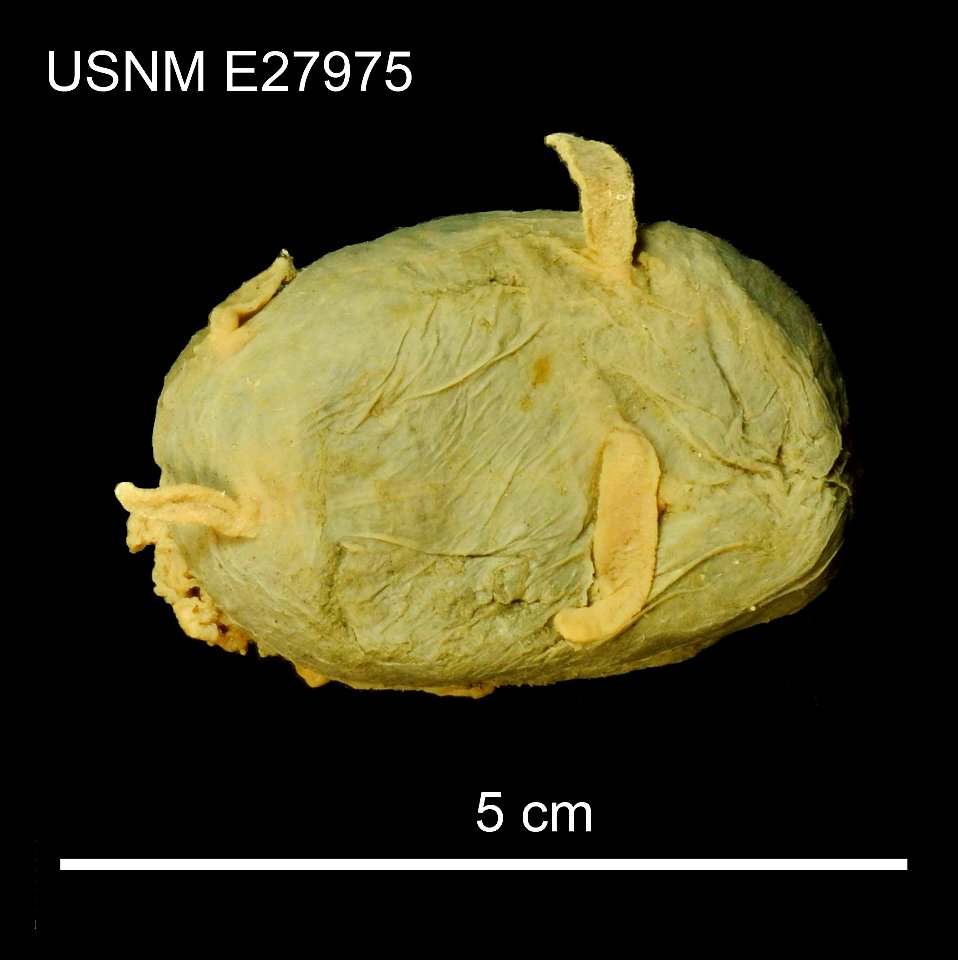 PRESERVED_SPECIMEN; Preparations:	Alcohol (Ethanol); Scotoplanes globosa (Théel, 1879); Individual count:	6; Type status:	 (no data); Identified by:	Agatep, C.; Event date:	19640313T00:00:00Z; Additio