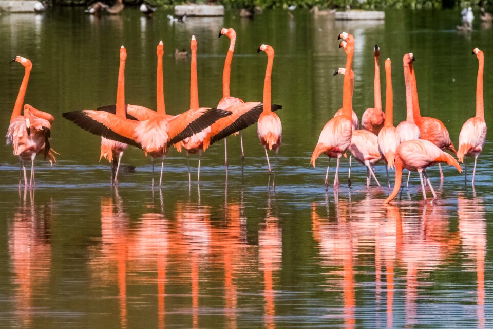 Wildlife nature birding