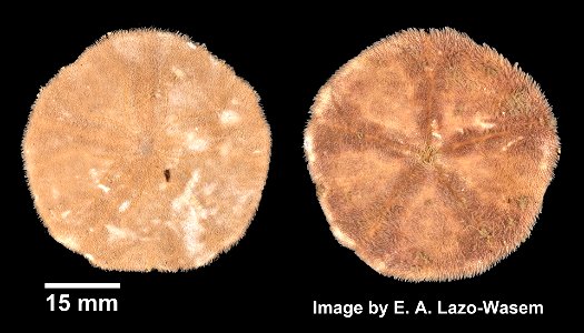 Echinarachnius parma (Lamarck, 1816) - Preserved specimen Echinarachnius parma (YPM IZ 069833). Digital Image: Yale Peabody Museum of Natural History; photo by Eric A. Lazo-Wasem 2014 Country or area photo