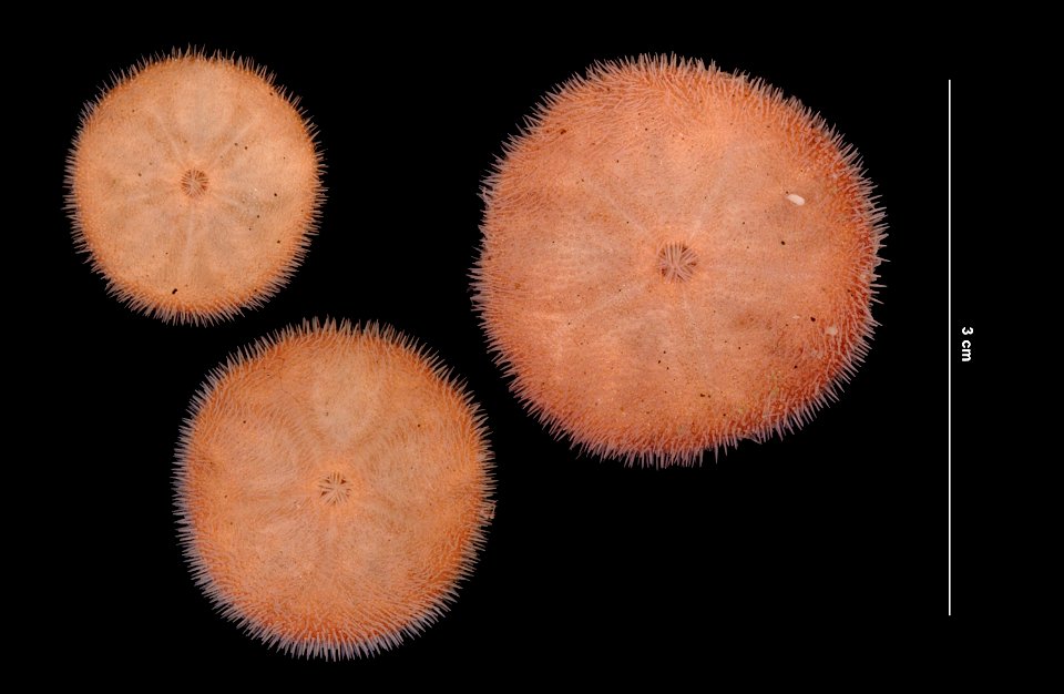 PRESERVED_SPECIMEN; Preparations:	Alcohol (Ethanol); Echinarachnius parma (Lamarck, 1816); Individual count:	139; Type status:	 (no data); Identified by:	Battelle/Woods Hole Oceanographic Institute fo