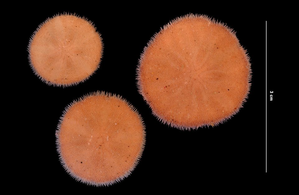 PRESERVED_SPECIMEN; Preparations:	Alcohol (Ethanol); Echinarachnius parma (Lamarck, 1816); Individual count:	139; Type status:	 (no data); Identified by:	Battelle/Woods Hole Oceanographic Institute fo