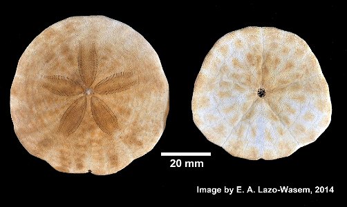 Echinarachnius parma (Lamarck, 1816) - Preserved specimen Echinarachnius parma (YPM IZ 031133). Digital Image: Yale Peabody Museum of Natural History; photo by Eric A. Lazo-Wasem 2014 Country or area photo