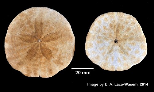 Echinarachnius parma (Lamarck, 1816) - Preserved specimen
Echinarachnius parma (YPM IZ 031133). Digital Image: Yale Peabody Museum of Natural History; photo by Eric A. Lazo-Wasem 2014
Country or area 