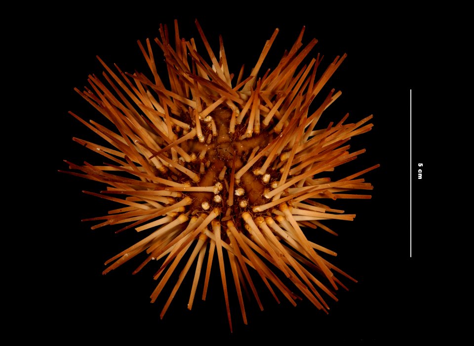 PRESERVED_SPECIMEN; Preparations:	Alcohol (Ethanol); Arbacia punctulata (Lamarck, 1816); Individual count:	1; Type status:	 (no data); Identified by:	Smith, K.; Event date:	19800116T00:00:00Z; Additio