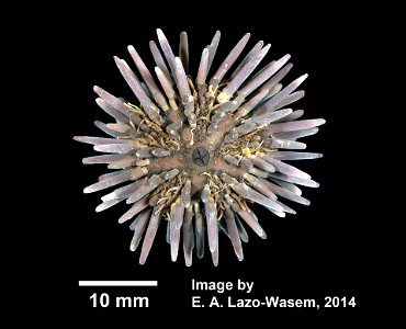Arbacia punctulata (Lamarck, 1816)
Arbacia punctulata (YPM IZ 031119). Digital Image: Yale Peabody Museum of Natural History; photo by Eric A. Lazo-Wasem 2014
Coordinate uncertainty in metres 	13337.3