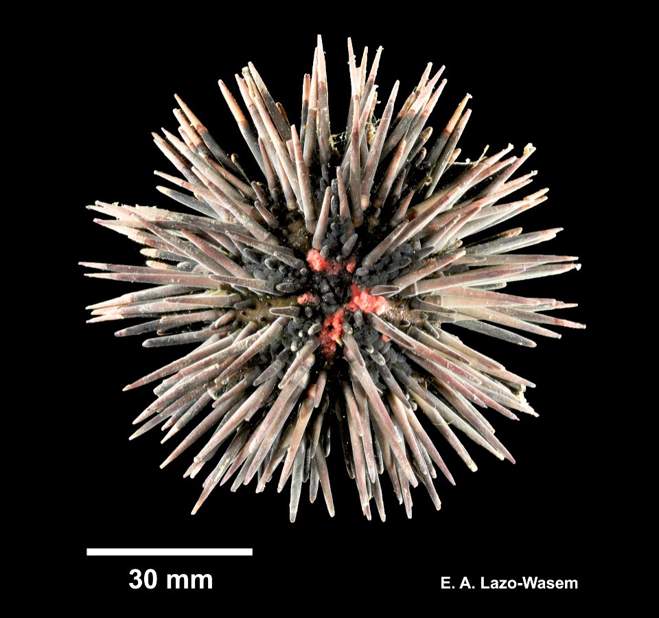 Arbacia punctulata (Lamarck, 1816)
Arbacia punctulata (YPM IZ 100543). Digital Image: Yale Peabody Museum of Natural History; photo by Eric A. Lazo-Wasem 2017
Country or area 	United States of America