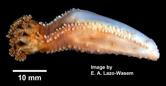 Cucumaria frondosa (Gunnerus, 1767)
Cucumaria frondosa (YPM IZ 069832). Digital Image: Yale Peabody Museum of Natural History; photo by Eric A. Lazo-Wasem 2014
Coordinate uncertainty in metres 	5000
C