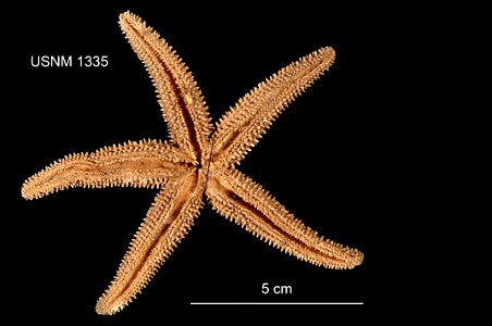 PRESERVED_SPECIMEN; Preparations:	Dry; Asterias arenicola Stimpson, 1862; Individual count:	1; Type status:	HOLOTYPE; Identified by:	Stimpson, William; Event date:	 (no data); Additional description:	