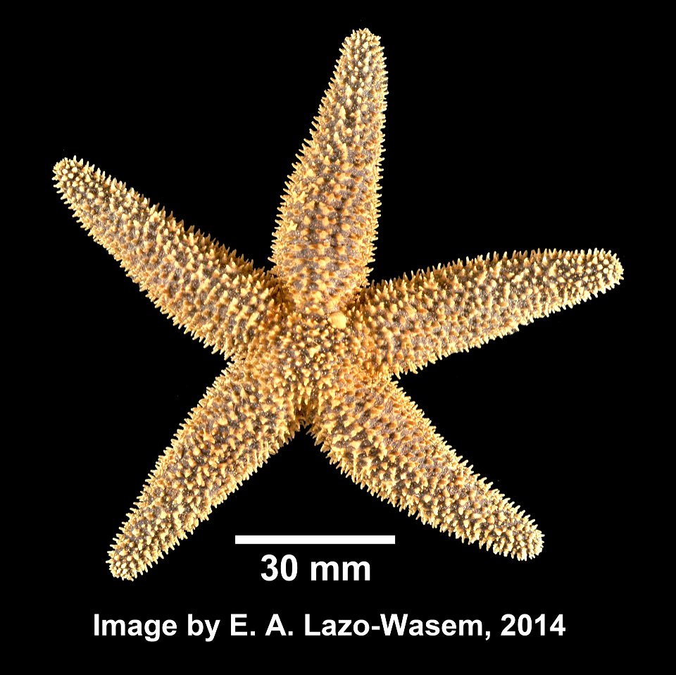 Asterias forbesi (Desor, 1848)
Asterias forbesi (YPM IZ 031004). Digital Image: Yale Peabody Museum of Natural History; photo by Eric A. Lazo-Wasem 2014
Country or area 	United States of America
Count