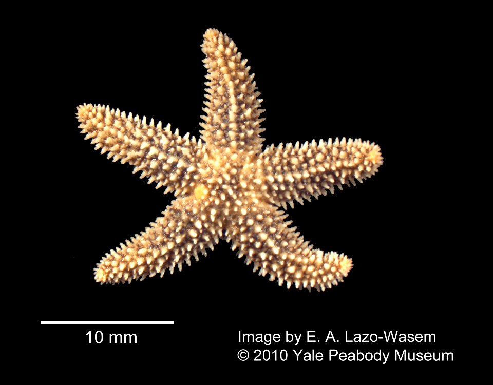 Asterias forbesi (YPM IZ 049669). Digital Image: Yale Peabody Museum of Natural History.
Country or area 	United States of America
County 	Fairfield County
Decimal latitude 	41.206553
Decimal longitud
