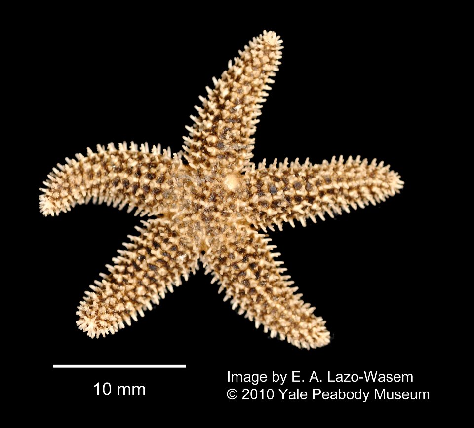 Asterias forbesi (YPM IZ 049669). Digital Image: Yale Peabody Museum of Natural History.
Country or area 	United States of America
County 	Fairfield County
Decimal latitude 	41.206553
Decimal longitud
