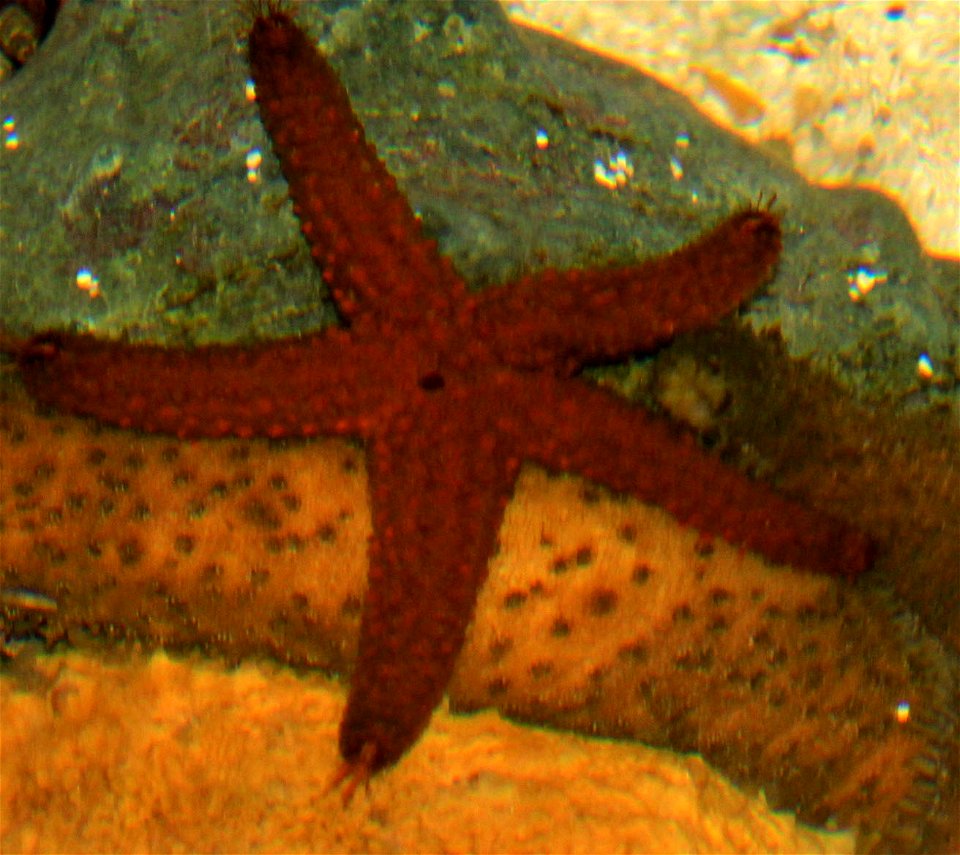 Other animals not classified in one of the categories, mainly lower orders of animals
The common sea star Asterias Forbesi.