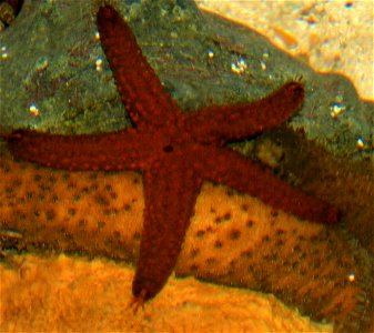 Other animals not classified in one of the categories, mainly lower orders of animals The common sea star Asterias Forbesi. photo