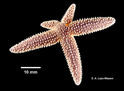 Asterias forbesi (YPM IZ 100544). Digital Image: Yale Peabody Museum of Natural History. Country or area United States of America County New Haven County Decimal latitude 41.241 Decimal longitude photo