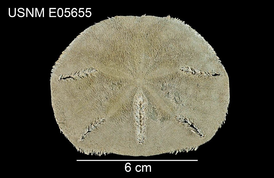 PRESERVED_SPECIMEN; Preparations:	Dry; Mellita lata H.L.Clark, 1940; Individual count:	1; Type status:	HOLOTYPE; Identified by:	Clark, Hubert Lyman; Event date:	 (no data); Additional description:	dor