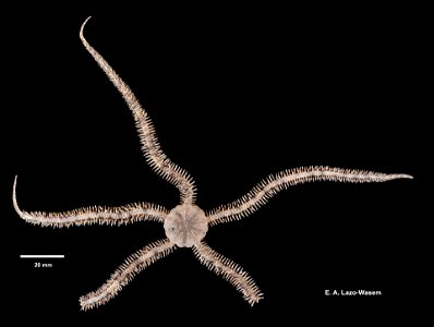 Ophiocoma scolopendrina Clark, 1909 - Preserved specimen
Ophiocoma scolopendrina (YPM IZ 007151.EC). Digital Image: Yale Peabody Museum of Natural History; photo by Eric A. Lazo-Wasem 2018
Location
Co