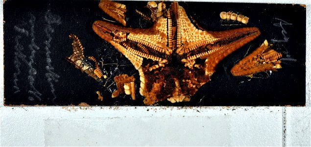 Dermasterias imbricata (Grube, 1857) - Preserved specimen - HYPOTYPE Dermasterias imbricata (YPM IZ 083616). Digital Image: Yale Peabody Museum of Natural History; photo by Daniel J. Drew 2010 Locatio photo