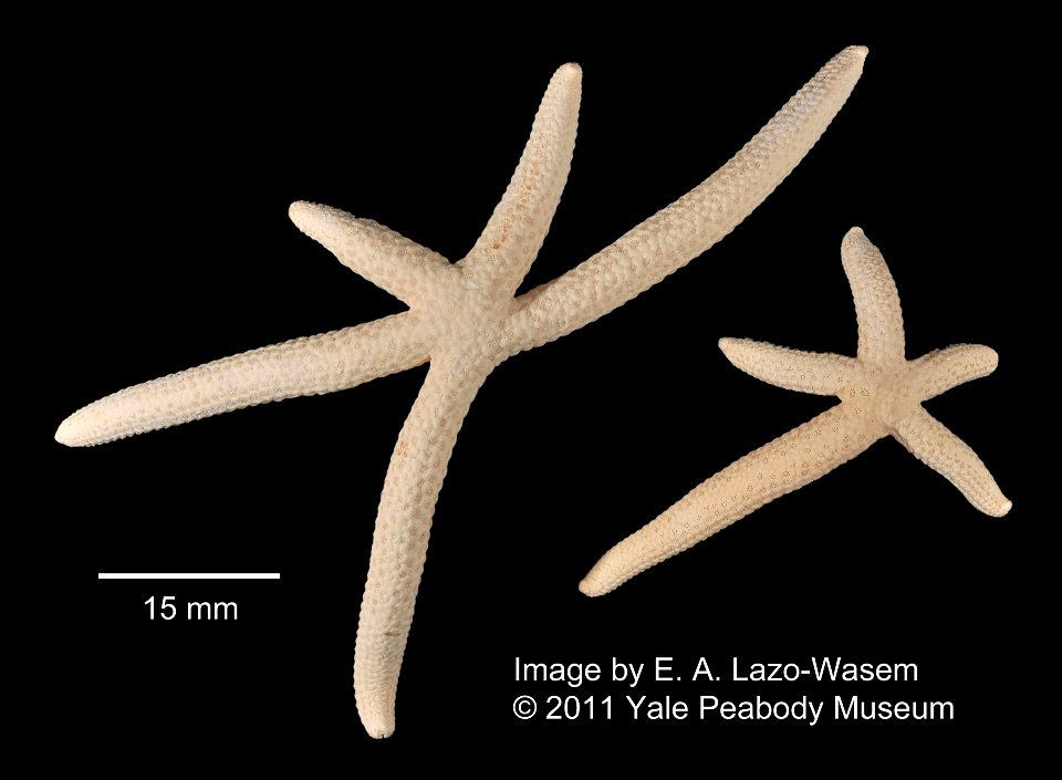 Linckia multifora (Lamarck, 1816) - Preserved specimen
Linckia multifora (YPM IZ 006820.EC). Digital Image: Yale Peabody Museum of Natural History; photo by Eric A. Lazo-Wasem 2011 ; Identified b