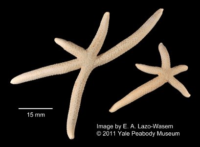 Linckia multifora (Lamarck, 1816) - Preserved specimen Linckia multifora (YPM IZ 006820.EC). Digital Image: Yale Peabody Museum of Natural History; photo by Eric A. Lazo-Wasem 2011 ; Identified b photo