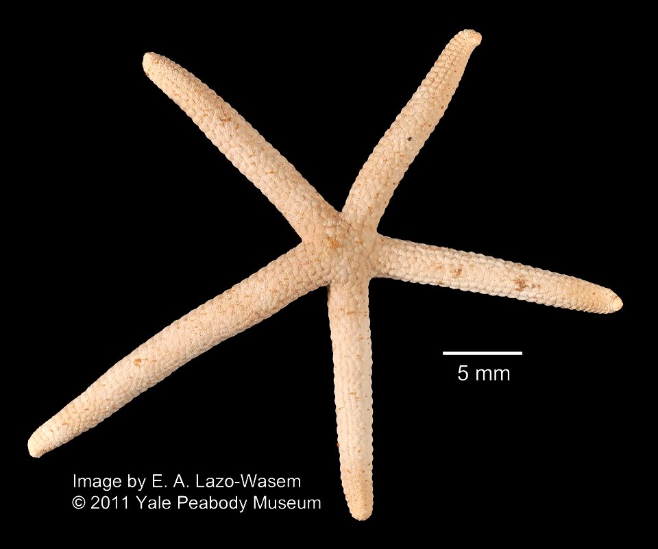 Linckia multifora (Lamarck, 1816) - Preserved specimen
Linckia multifora (YPM IZ 052728). Digital Image: Yale Peabody Museum of Natural History; photo by Eric A. Lazo-Wasem 2011 ; Identified by C