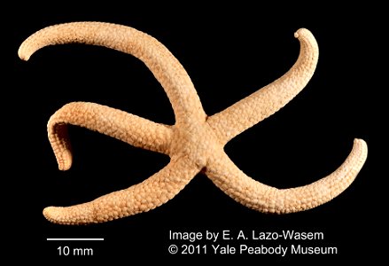 Linckia multifora (Lamarck, 1816) - Preserved specimen
Linckia multifora (YPM IZ 052729). Digital Image: Yale Peabody Museum of Natural History; photo by Eric A. Lazo-Wasem 2011 ; Identified by C