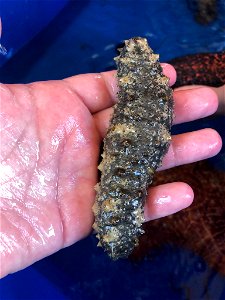 Florida Sea Cucumber (Holothuria floridana).