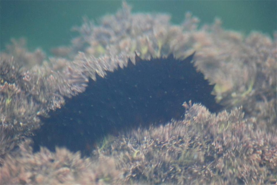 Holothuria tubulosa Gmelin, 1791 [edit : doubtful identification]
Coordinate uncertainty in metres 	 	500
Country or area 	Croatia
Decimal latitude 	45.081541
Decimal longitude 	13.636637
Geodeti