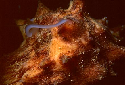 Holothuria tubulosa Gmelin, 1790 - Banyuls-sur-Mer : 07/99 '