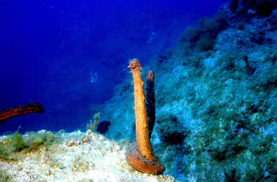 Holothuria tubulosa Gmelin, 1790 - Banyuls-sur-Mer : 07/99, reproduction