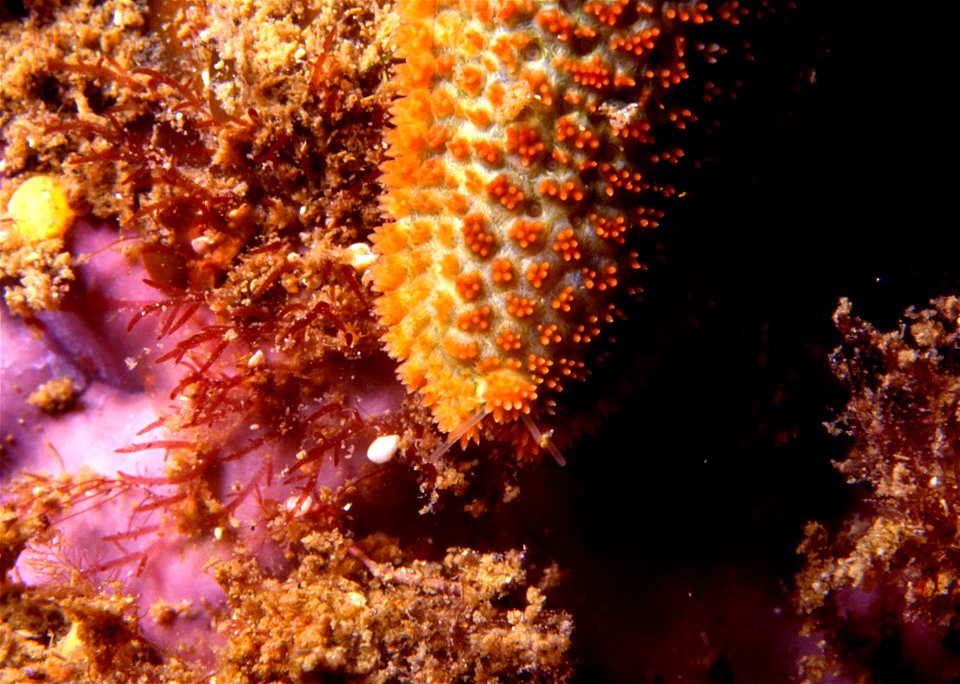 détails d'une extrémité d'un des bras d' Asteria gibbosa où l'on peut distinguer "l' oeil brachail" ou tâche oculaire