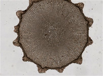 Cidaris cidaris (Linnaeus, 1758). lot count 1; Microslide 01, balsam, section; Microslide 01, balsam, spine Cidaris cidaris (YPM IZ 093893). Digital Image: Yale Peabody Museum of Natural History; phot photo