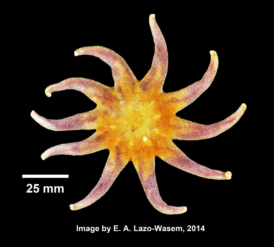 Solaster endeca (Linnaeus, 1771) - Preserved specimen
Solaster endeca (YPM IZ 031079). Digital Image: Yale Peabody Museum of Natural History; photo by Eric A. Lazo-Wasem 2014; Identified by 	Ellen P. 