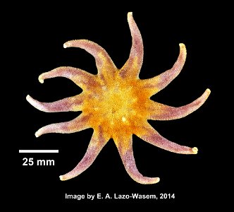 Solaster endeca (Linnaeus, 1771) - Preserved specimen Solaster endeca (YPM IZ 031079). Digital Image: Yale Peabody Museum of Natural History; photo by Eric A. Lazo-Wasem 2014; Identified by Ellen P. photo