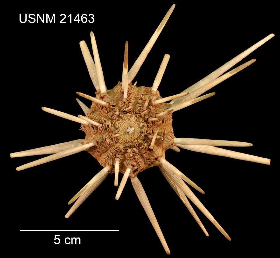 PRESERVED_SPECIMEN; Preparations:	Dry; Dorocidaris rugosa H.L.Clark, 1907; Individual count:	1; Type status:	PARALECTOTYPE; Identified by:	Clark, Hubert Lyman; Event date:	18860504T00:00:00Z; Addition