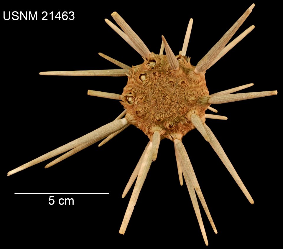 PRESERVED_SPECIMEN; Preparations: Dry; Dorocidaris rugosa H.L.Clark, 1907; Individual count: 1; Type status: PARALECTOTYPE; Identified by: Clark, Hubert Lyman; Event date: 18860504T00:00:00Z; Addition photo