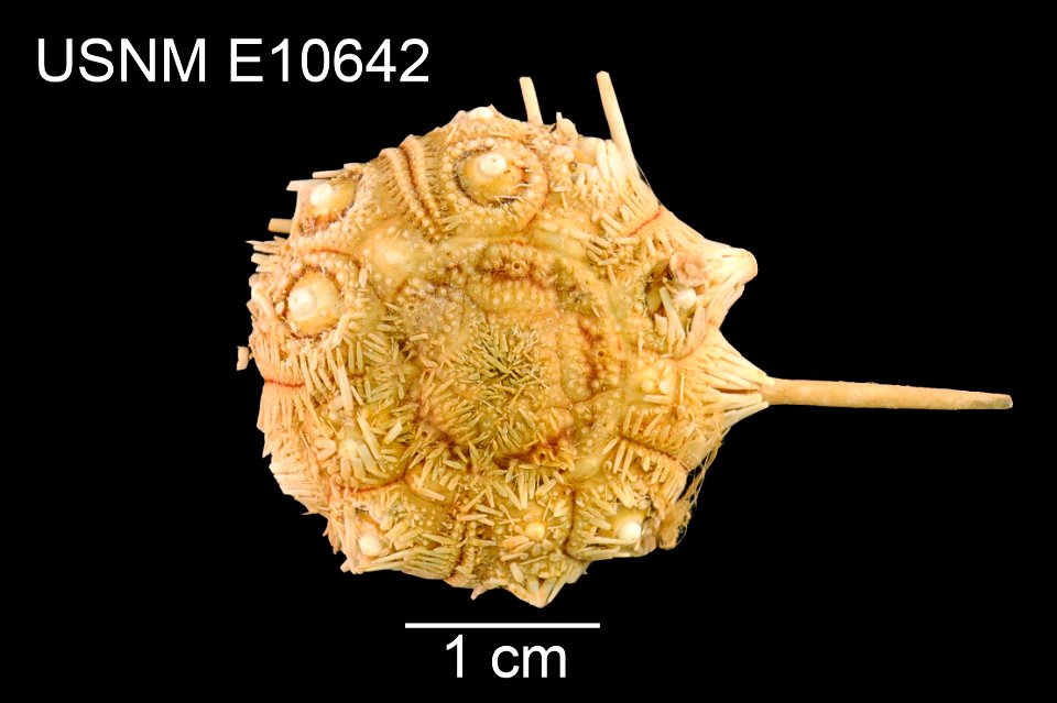 PRESERVED_SPECIMEN; Preparations:	Dry; Dorocidaris rugosa H.L.Clark, 1907; Individual count:	1; Type status:	PARALECTOTYPE; Identified by:	Clark, Hubert Lyman; Event date:	18790215T00:00:00Z; Addition