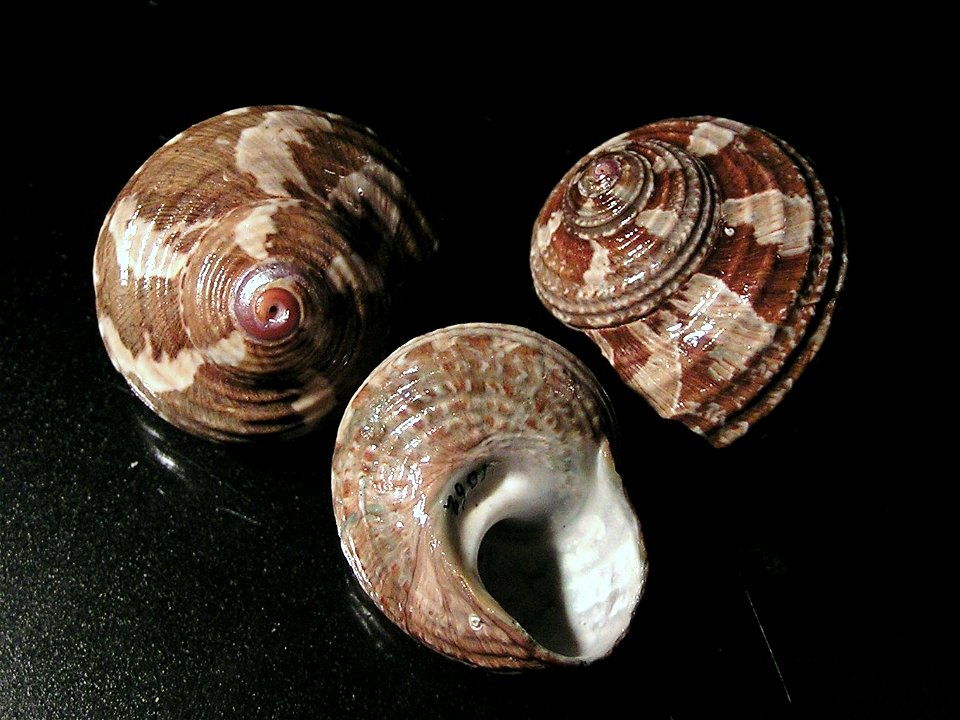 Turbo cidaris natalensis (Krauss, 1848); family Turbinidae; South Africa